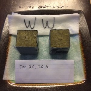 White Widow Germination