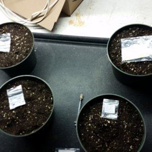 Solstice seeds