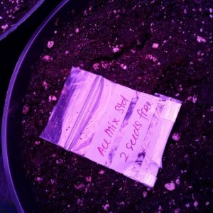 Solstice seeds