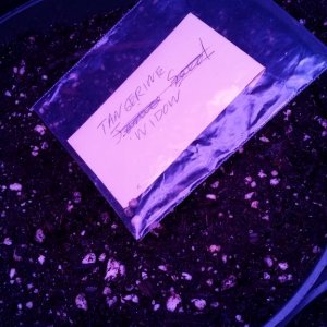 Solstice seeds