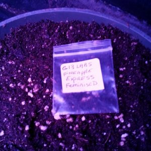 Solstice seeds