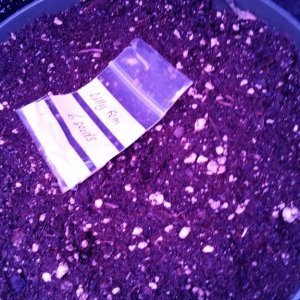 Solstice seeds