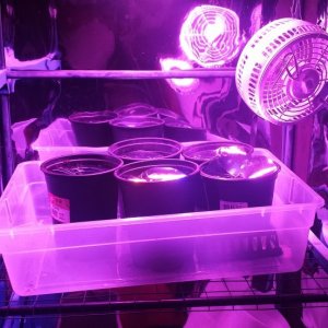 300w LED Soil Grow Setup