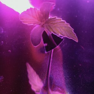 300w LED Soil Grow seedling