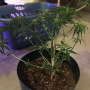 AK-47 Auto after taking off leaves