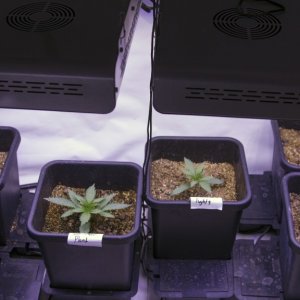 10 plant grow - Day 13