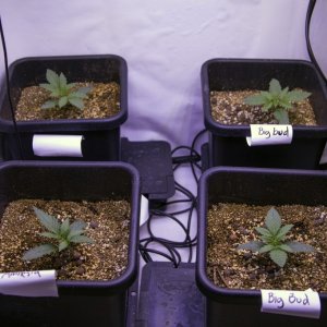 10 plant grow - Day 13