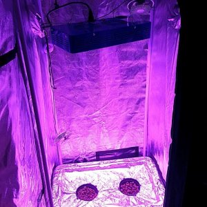 new grow + DWC + LED  tips please