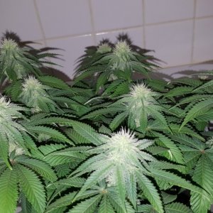 3 weeks into flowering