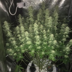 Incredible Bulk day 31 Flowering