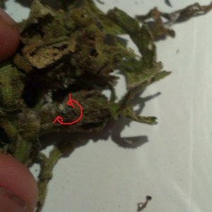 mold_2_