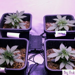 10 plant grow 2400 watt LED - Day 17