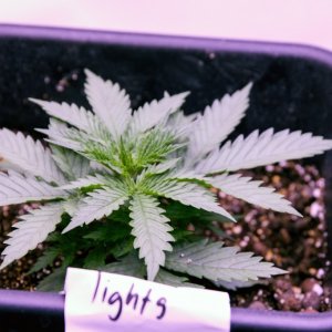 10 plant grow 2400 watt LED - Day 17