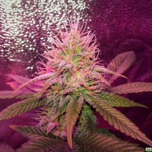 Myco-tek Seeds - Gorilla Dog