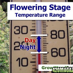 flowering-stage-optimal-temperature-sm