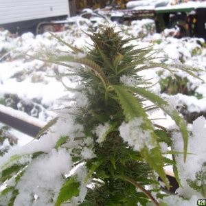 dmtcorey-ususario-cannabis-con-nieve