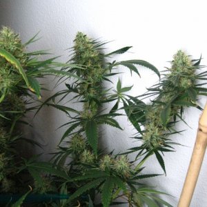 lower bud site Jack Herer