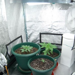 1st grow