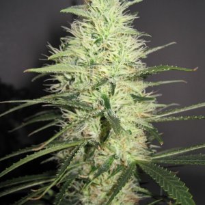 Jack Herer