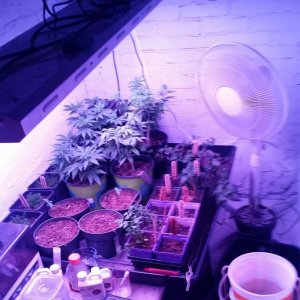 Repotting day for AK47 and Amherst Sour Diesel