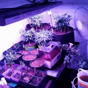 Repotting day for AK47 and Amherst Sour Diesel