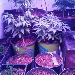 Repotting day for AK47 and Amherst Sour Diesel