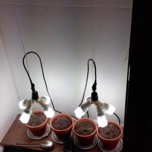 OUR FIRST GROW