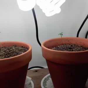 OUR FIRST GROW