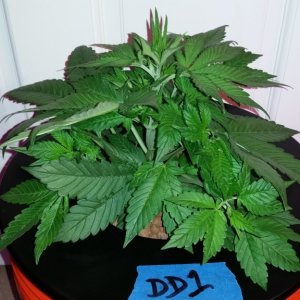 DD day 28