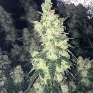 Aurora Indica WK17 FD85