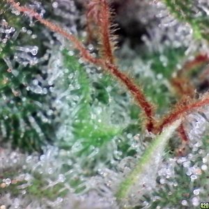 Aurora Indica Wk17 FD85 Trichomes