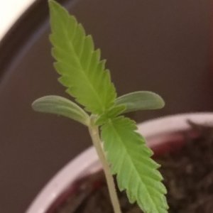 15 days from seed