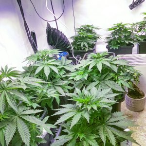 10 plants 3x Mars pro II 320