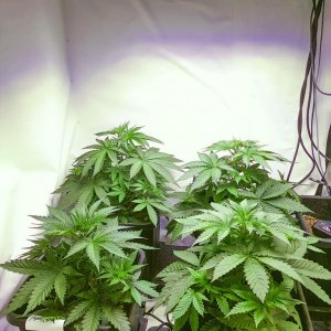 10 plants 3x Mars pro II 320