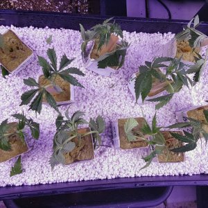 Clones - day 2