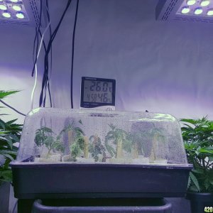 Clones - day 2