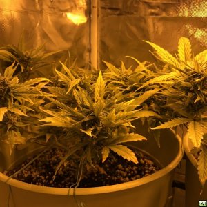 Grow pics