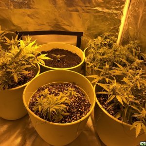 Grow pics