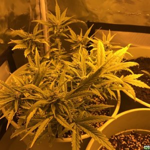 Grow pics