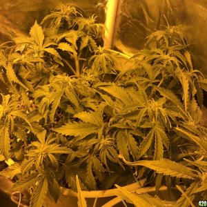 Grow pics