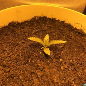 Grow pics