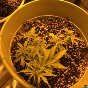 Grow pics