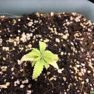 Fem mh tent 18:6 in soil