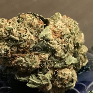 KO OG nug of the month