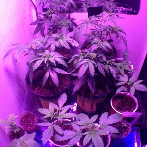 Need help determining the sex of my plants