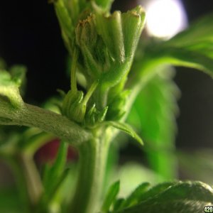 Need help determining the sex of my plants