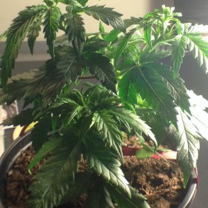 Need help determining the sex of my plants