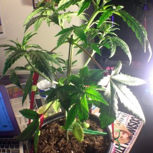 Need help determining the sex of my plants