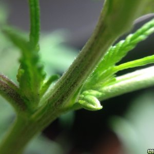 Need help determining the sex of my plants