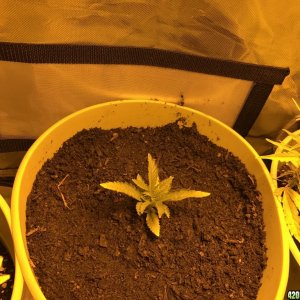 Day three of journal auto tent 24/0